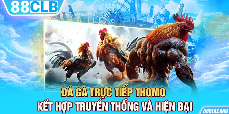 Đá Gà Trực Tiếp Thomo kết hợp truyền thống và hiện đại