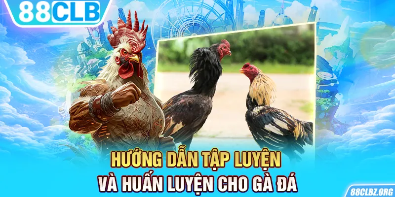 Hướng dẫn tập luyện và huấn luyện cho gà đá