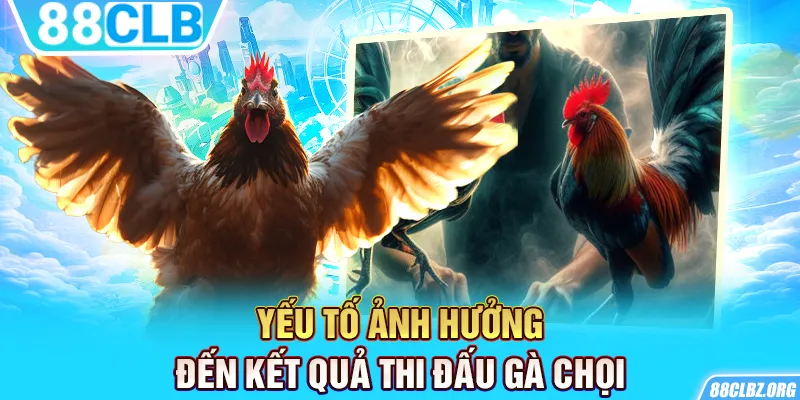 Yếu tố ảnh hưởng đến kết quả thi đấu gà chọi