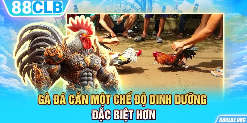 Gà đá cần một chế độ dinh dưỡng đặc biệt hơn