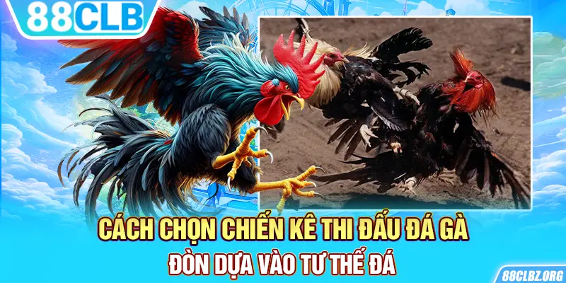 Cách chọn chiến kê thi đấu đá gà đòn dựa vào tư thế đá