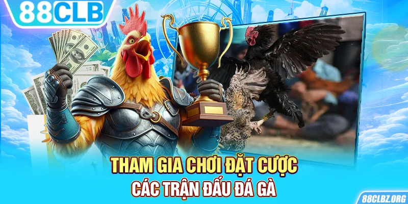 Tham gia chơi đặt cược các trận đấu đá gà